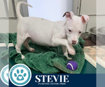 Small #2 American Pit Bull Terrier Mix
