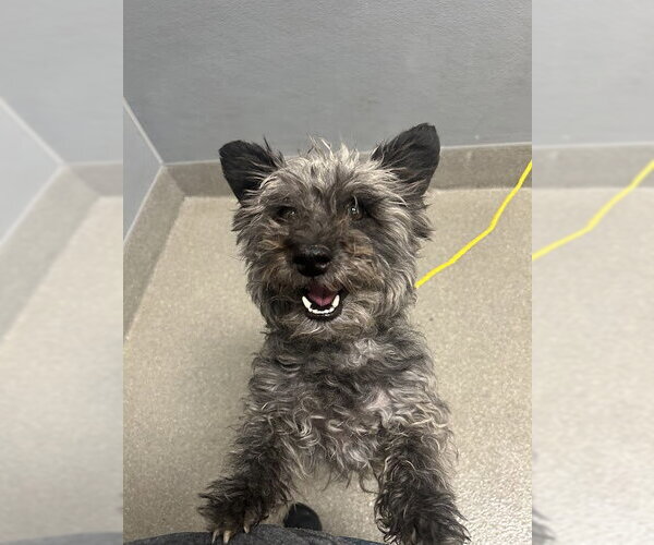 Medium Photo #1 Mutt Puppy For Sale in Las Vegas, NV, USA