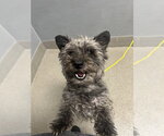 Small Mutt