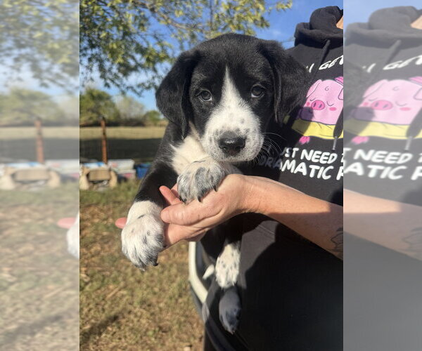 Medium Photo #2 Border Collie-Unknown Mix Puppy For Sale in OKLAHOMA CITY, OK, USA
