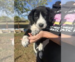 Small Photo #2 Border Collie-Unknown Mix Puppy For Sale in OKLAHOMA CITY, OK, USA