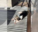 Small #6 American Staffordshire Terrier-Siberian Husky Mix