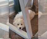 Small #7 Great Pyrenees