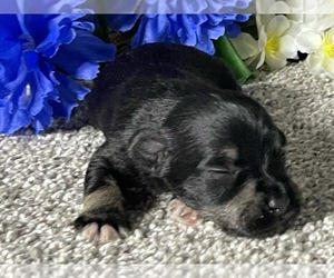 Schnauzer (Miniature) Puppy for sale in FORT PIERCE, FL, USA