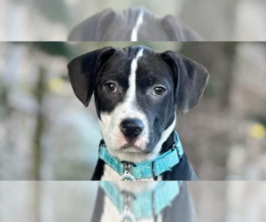Mutt Dogs for adoption in Candler, NC, USA