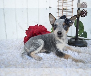 Australian Cattle Dog Puppy for sale in HONEY BROOK, PA, USA