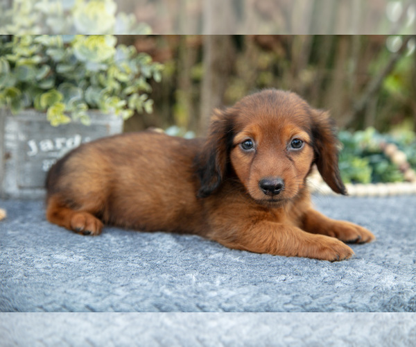 Medium Photo #1 Dachshund Puppy For Sale in SALEM, IN, USA