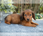 Puppy Madden Dachshund