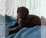Small #30 Labradoodle-Poodle (Standard) Mix