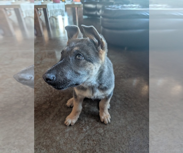 Medium Photo #1 German Shepherd Dog Puppy For Sale in BARRON, WI, USA