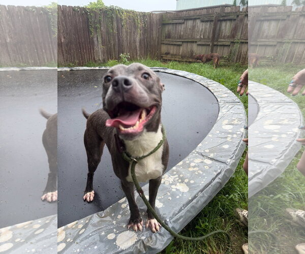 Medium Photo #2 American Pit Bull Terrier-Unknown Mix Puppy For Sale in Jackson, MS, USA