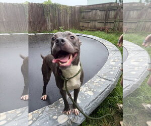 Serenity - Female American Pit Bull Terrier-Unknown Mix Dog for Adoption - Photo #2