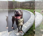 Small #1 American Pit Bull Terrier Mix