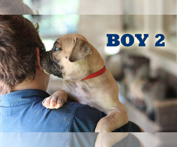 Medium Photo #22 American Bulldog Puppy For Sale in PARIS, TN, USA