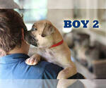 Small #21 American Bulldog