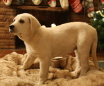 Small Photo #10 Akbash-Great Pyrenees Mix Puppy For Sale in RIDGEFIELD, WA, USA