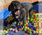 Small Photo #8 Collie-Labrador Retriever Mix Puppy For Sale in Kanab, UT, USA