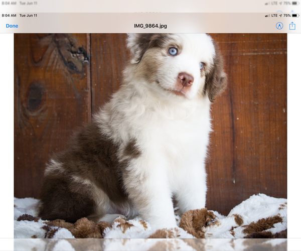 Medium Photo #2 Miniature American Shepherd Puppy For Sale in NEW BRAUNFELS, TX, USA