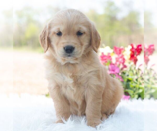 Medium Photo #4 Golden Retriever Puppy For Sale in NEWPORT, PA, USA