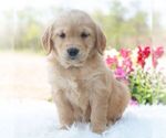Small #3 Golden Retriever