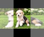 Puppy Benzie Australian Shepherd