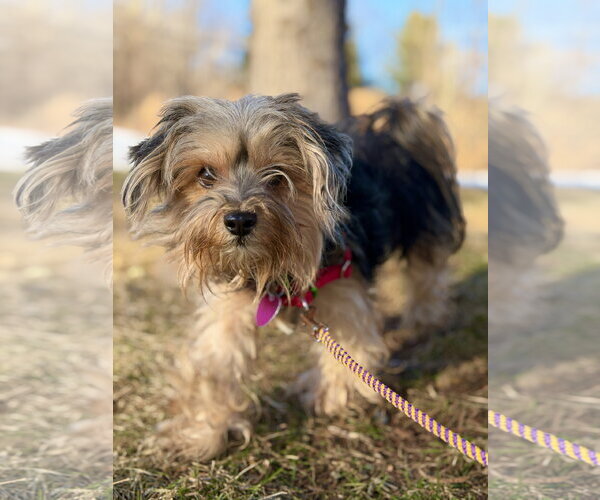 Medium Photo #3 Shih Tzu-Unknown Mix Puppy For Sale in West Cornwall, CT, USA