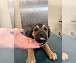 Saint Bernard-Unknown Mix Dogs for adoption in Mobile, AL, USA