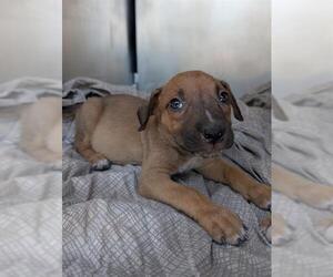 Mutt Dogs for adoption in San Antonio, TX, USA