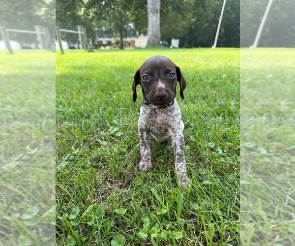 Medium Photo #1 German Shorthaired Pointer Puppy For Sale in DANVILLE, IL, USA