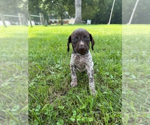 German Shorthaired Pointer Puppy for sale in DANVILLE, IL, USA