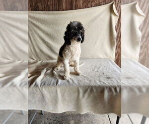 Father of the Poodle (Miniature) puppies born on 08/22/2025