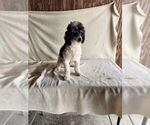Small Photo #1 Poodle (Miniature) Puppy For Sale in MUNFORDVILLE, KY, USA
