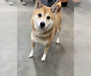 Shiba Inu Dogs for adoption in Forestville, MD, USA