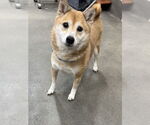 Small Shiba Inu