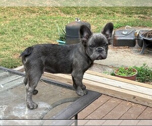 French Bulldog Puppy for sale in COLUMBUS, GA, USA