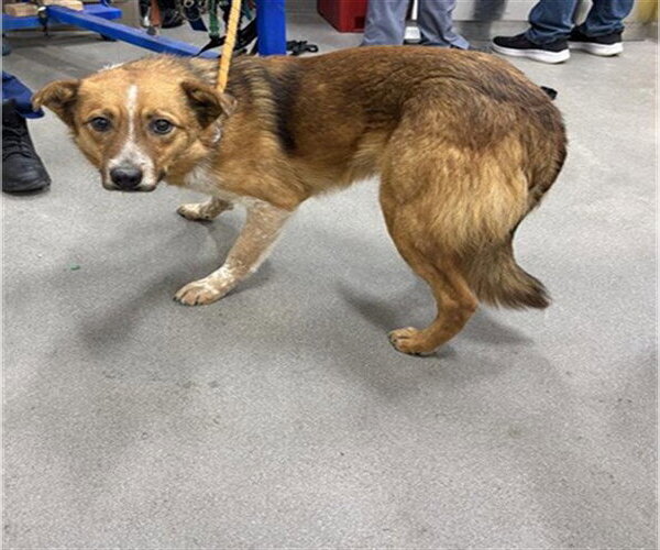 Medium Photo #1 Mutt Puppy For Sale in Forestville, MD, USA