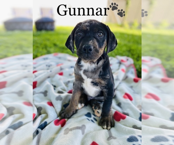 Medium Photo #9 Catahoula Leopard Dog Puppy For Sale in COOKEVILLE, TN, USA