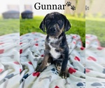 Small Photo #9 Catahoula Leopard Dog Puppy For Sale in COOKEVILLE, TN, USA