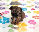 Jasmine - Female Yorkipoo Puppy for Sale - Photo #2