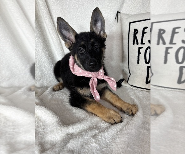 Medium Photo #3 German Shepherd Dog Puppy For Sale in GREENFIELD, IN, USA