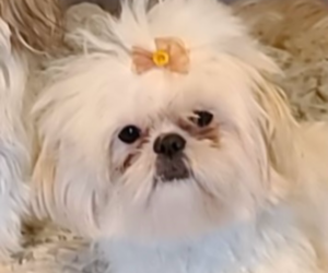 Mother of the Shih Tzu puppies born on 04/07/2024