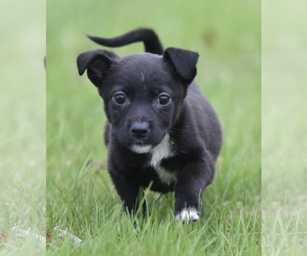 Medium Photo #1 Chihuahua-Unknown Mix Puppy For Sale in Mechanicsburg, PA, USA