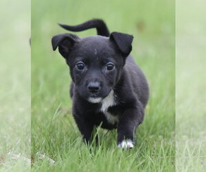 Chihuahua-Unknown Mix Dogs for adoption in Mechanicsburg, PA, USA