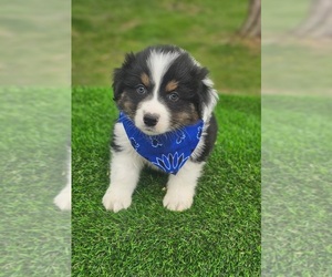 Australian Shepherd Puppy for sale in INDIANAPOLIS, IN, USA