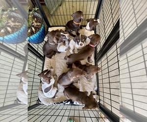 German Shorthaired Pointer Puppy for sale in FONTANA, CA, USA