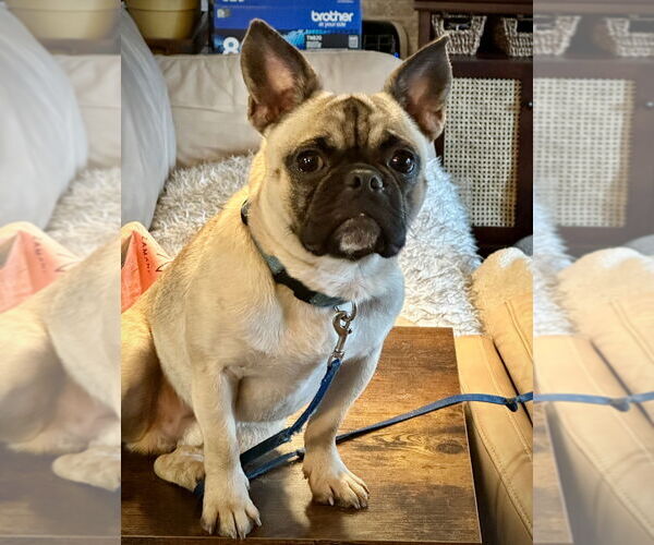 Medium Photo #2 Frenchie Pug Puppy For Sale in Brights Grove, Ontario, Canada