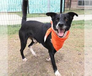 Border Collie-Unknown Mix Dogs for adoption in San Antonio, TX, USA