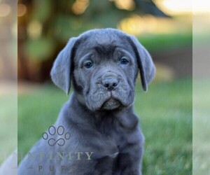Cane Corso Puppy for sale in NARVON, PA, USA