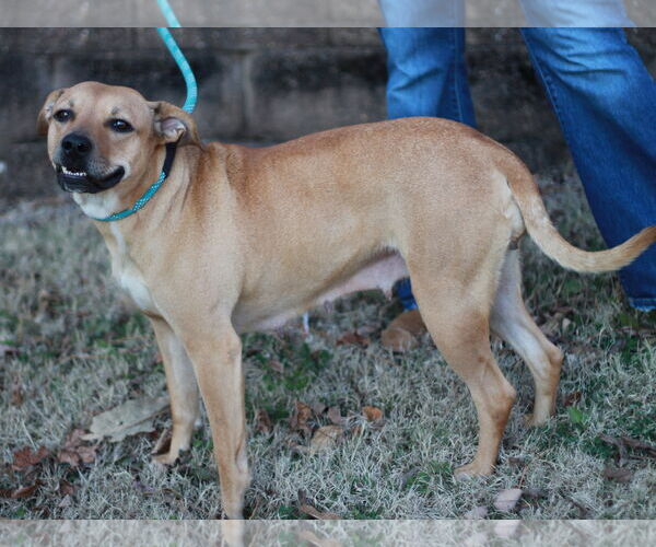 Medium Photo #3 Black Mouth Cur-Unknown Mix Puppy For Sale in Cookeville, TN, USA