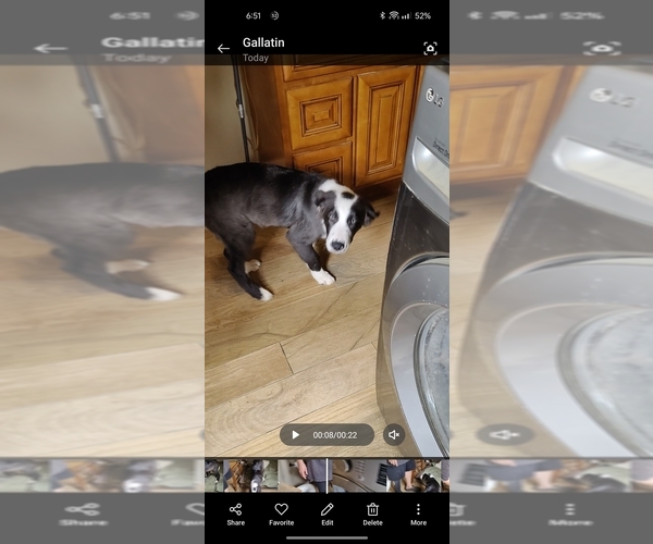 Medium Photo #10 Border Collie Puppy For Sale in GALLATIN, TN, USA